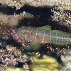 Priolepis cincta