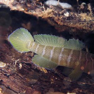 Priolepis cincta