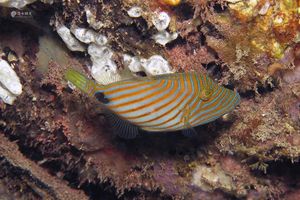 Balistapus undulatus