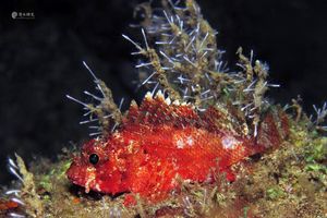 Sebastapistes strongia