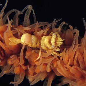Pontonides ankeri