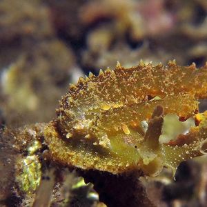 Lobiger viridis