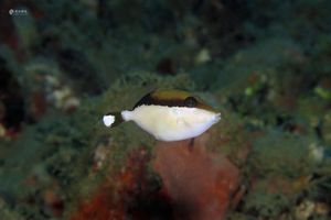 Sufflamen chrysopterum