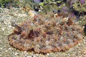 Dendrodoris tuberculosa