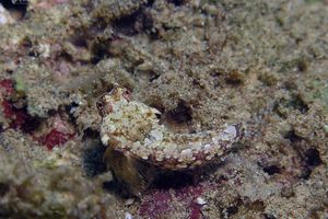 Synchiropus morrisoni