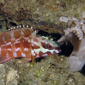 Epinephelus fasciatus