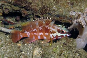 Epinephelus fasciatus