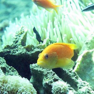 Cephalopholis miniata