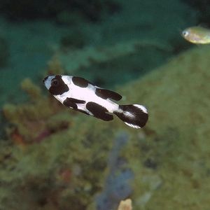 Macolor niger