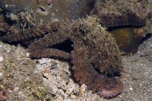 Abdopus aculeatus