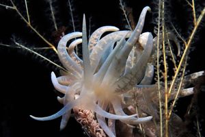 Phyllodesmium iriomotense