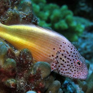 Paracirrhites forsteri