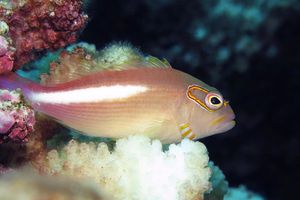 Paracirrhites arcatus