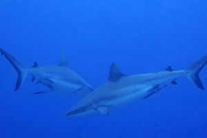 Carcharhinus amblyrhynchos