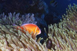 Amphiprion perideraion