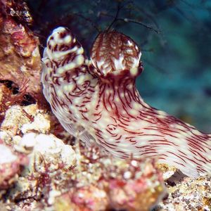 Jorunna rubescens