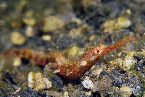 Halicampus macrorhynchus