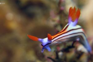 Nembrotha lorosae