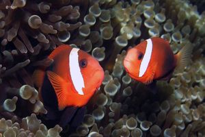 Amphiprion melanopus