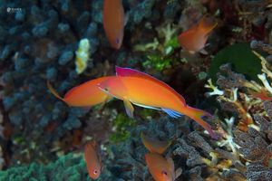 Pseudanthias dispar