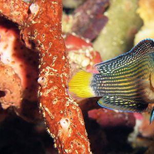 Manonichthys splendens
