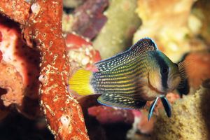 Manonichthys splendens