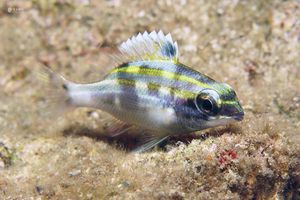 Scolopsis bilineata