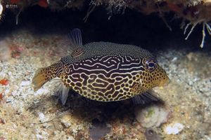 Ostracion solorensis