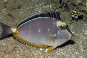 Naso lituratus