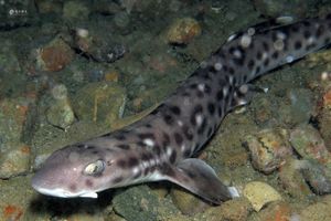 Atelomycterus marmoratus