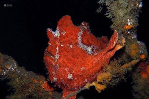 Antennarius commerson