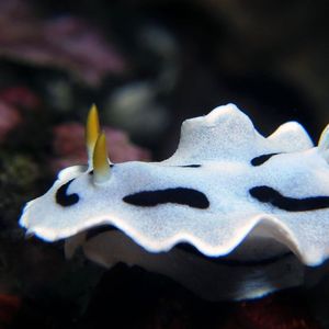 Chromodoris dianae