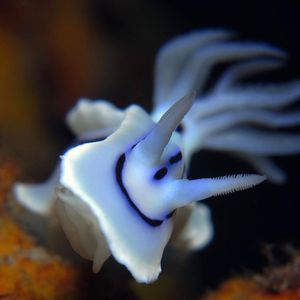 Chromodoris lochi
