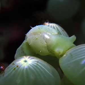 锡奥岛 Siau island