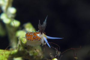 Favorinus tsuruganus