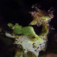 褐藻虾