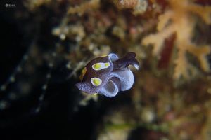 Colpodaspis thompsoni