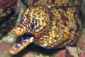 Enchelycore pardalis
