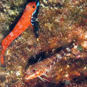Helcogramma fuscopinna