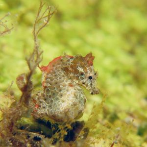 Hippocampus japapigu
