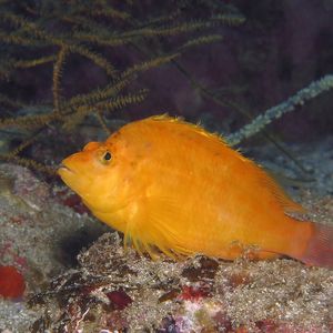 Cirrhitichthys aureus