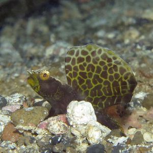 Tomiyamichthys emilyae