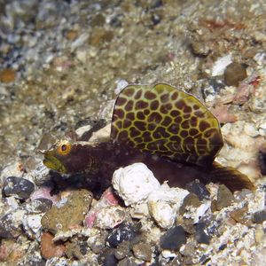Tomiyamichthys emilyae