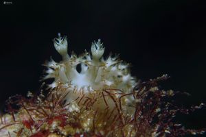 Marionia arborescens