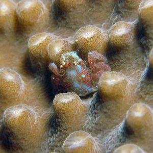 Pseudocryptochirus viridis