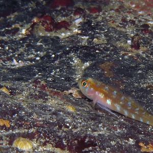 Trimma nomurai
