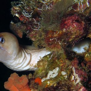 Gymnothorax melatremus