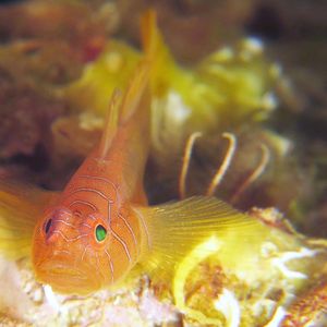Priolepis