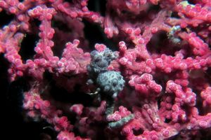 Hippocampus bargibanti