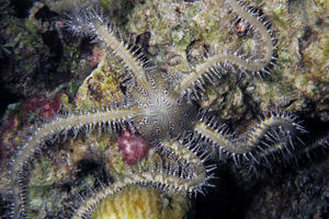 Ophiomastix pictum